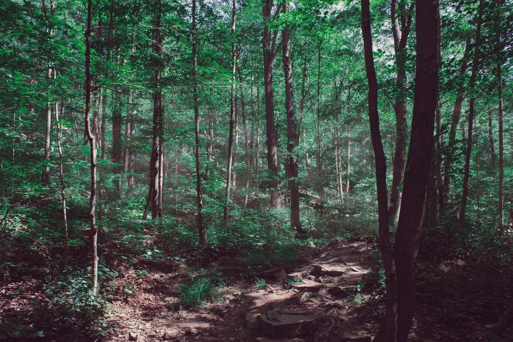 Urban forests.