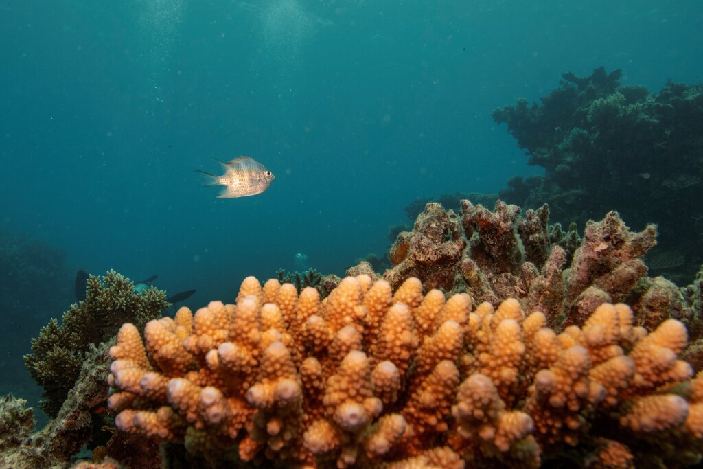 A sergeant major reef fish swims above a staghorn coral colony as it grows on the Great Barrier Reef off the coast of Cairns, Australia October 25, 2019. REUTERS/Lucas Jackson - RC20PD9XJALK