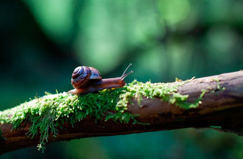 Snail on a moss-covered branch.