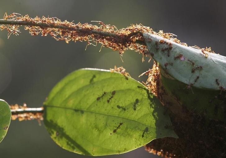 A colony of weaver ants build their nest from leaves in Kuala Lumpur January 31, 2009. Weaver ants get their name from their habit of binding fresh leaves with silk to form their nests. Their lifecycle spans a period of 8 to 10 weeks. REUTERS/Zainal Abd Halim (MALAYSIA)