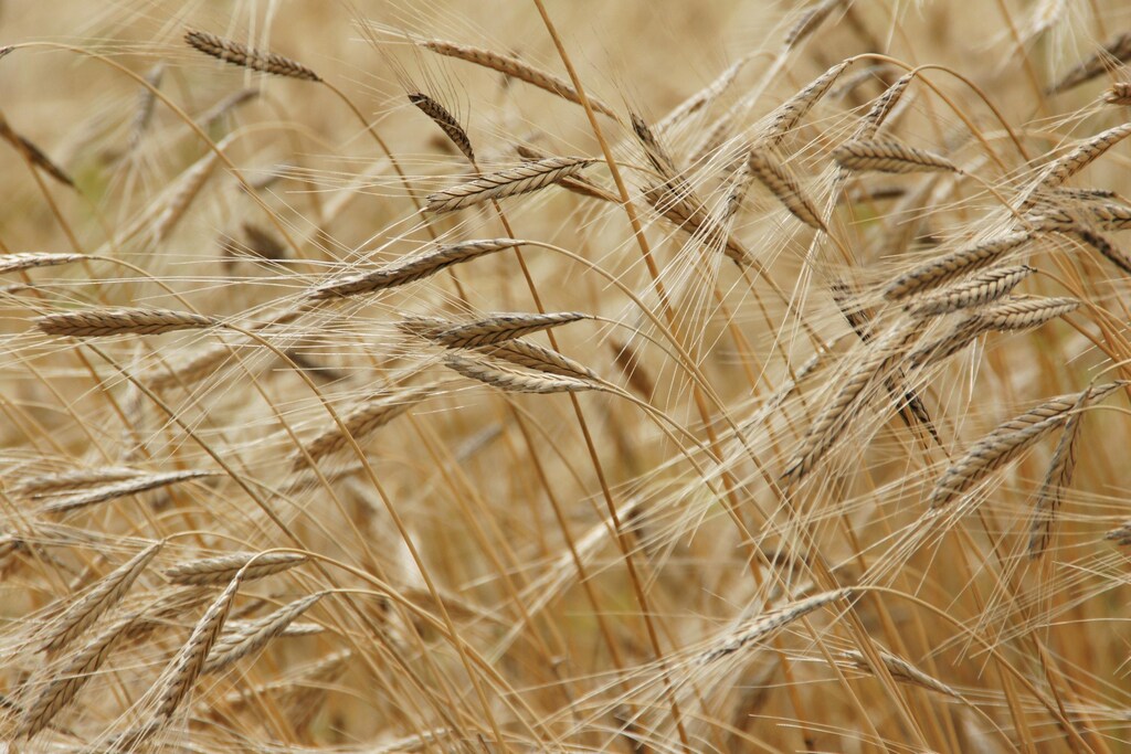 The U.N. and Turkey brokered what is officially known as the Black Sea Grain Deal with Ukraine and Russia on July 22, 2022.