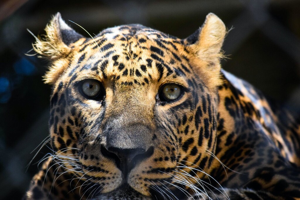 An eye to eye view of a leopard
