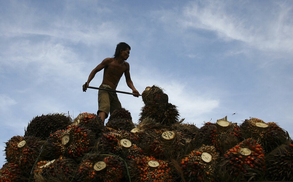 A worker unloads oil palm fruits to a local palm oil factory in the Serdang Bedagai district of Indonesia's North Sumatra province, November 30, 2011. Palm oil production in Indonesia, the world's top palm oil producer, is estimated to hit 23 million to 24 million tonnes in 2011, but could rise by as much as 1.5 million tonnes next year, a leading planter told Reuters this week. Picture taken November 30, 2011