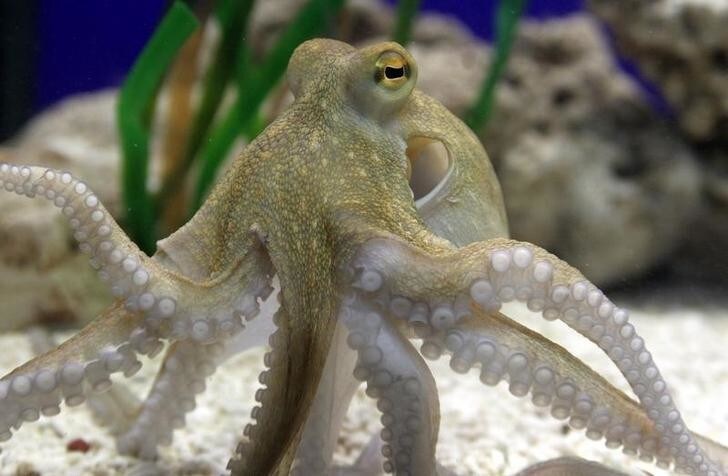 Octopus Paul II is pictured at the Sea Life Centre in the western German city of Oberhausen, November 2, 2010. Paul II replaces World Cup oracle Octopus Paul, who died last week. The young French-born octopus was transferred to the Sea Life Centre some weeks ago so that Paul I could teach him predictive powers, but unfortunately Paul I died before he could do that, a spokeswoman said. It has not yet been decided whether Paul II will predict the results of the European Football Championship in 2012. Picture taken November 2, 2010. REUTERS/Pool (GERMANY - Tags: ANIMALS SOCIETY SPORT SOCCER)