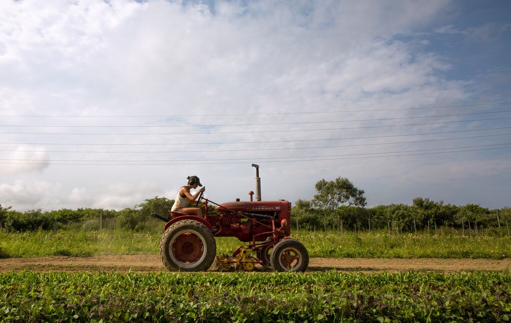 Farmer Isabel Milligan drives a tractor as she weeds and transplants crops on the farm in Amagansett, New York, U.S., July 11, 2019. Picture taken July 11, 2019. REUTERS/Lindsay Morris - RC1B9CA1E620