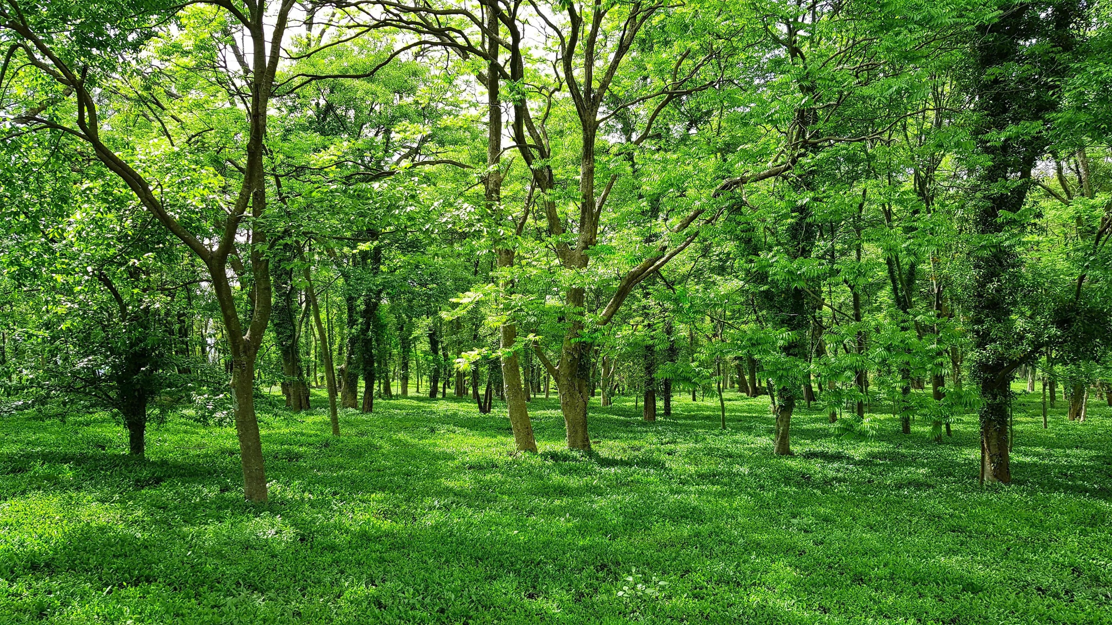 trees like these ones can be financed and supported by green bonds