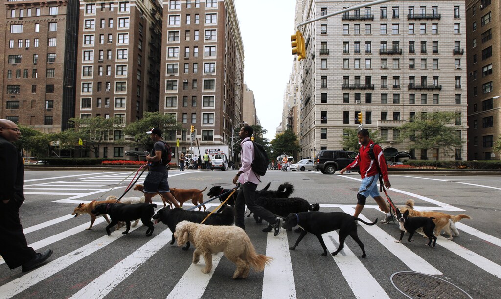 Dog walkers walk across a street while walking down Park Avenue in the upper east side of New York October 11, 2011. REUTERS/Lucas Jackson (UNITED STATES - Tags: ANIMALS SOCIETY) - GM1E7AC0FW201