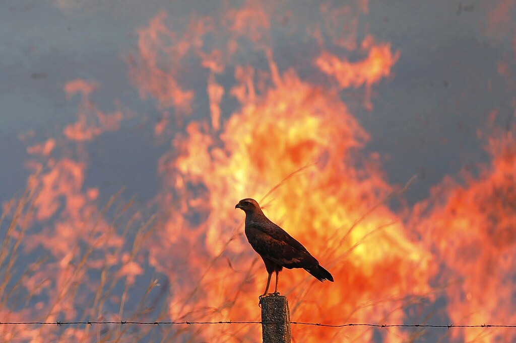A bird perches on a post as a wildfire burns in the background, near the Sobradinho neighbourhood in Brasilia September 12, 2014. Drought, high temperatures and areas of low humidity have caused fires to start at several places in Brasilia, according to the fire-fighters putting out the blazes.