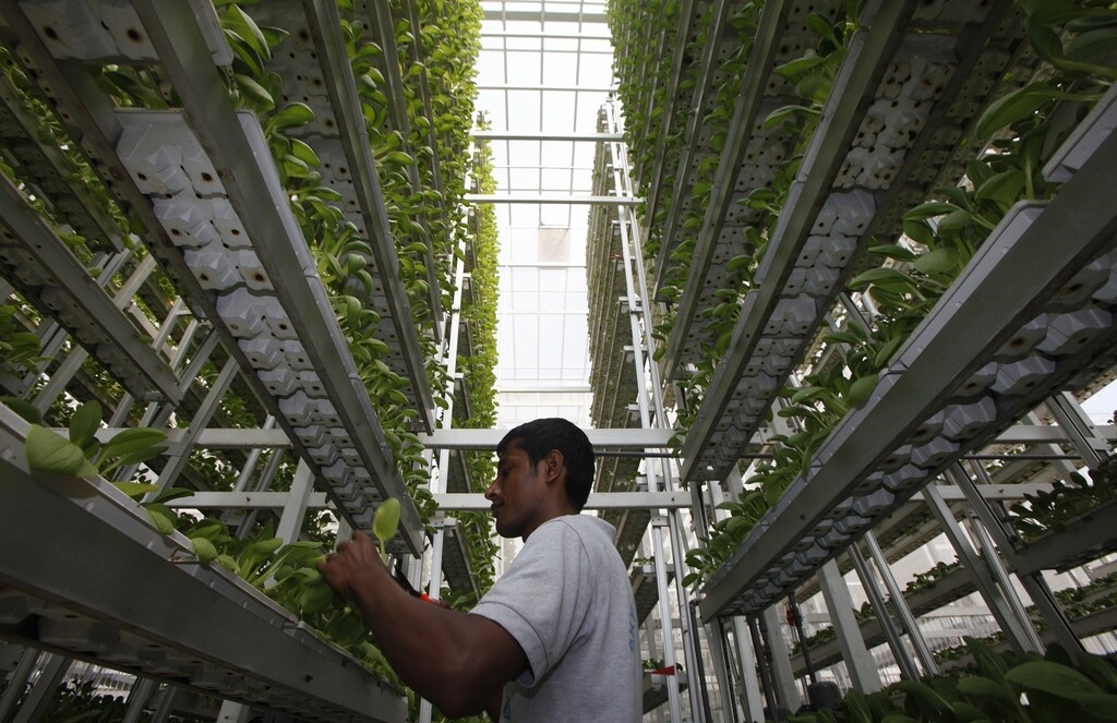 A worker harvests fresh produce from a tower at Sky Greens vertical farm in Singapore July 30, 2014. While Singapore ranks fifth out of 109 countries in the Economist Intelligence Unit's global food security index, the government wants to diversify its food sources and become more self reliant in producing eggs, fish and leafy vegetables. As part of its efforts, it has provided some funding and research support to local vertical farming company Sky Greens, which grows leafy vegetables at its farm in three-storey high frames inside greenhouses. Picture taken July 30, 2014. REUTERS/Edgar Su (SINGAPORE - Tags: SCIENCE TECHNOLOGY AGRICULTURE FOOD SOCIETY BUSINESS TPX IMAGES OF THE DAY) - RTR413J3