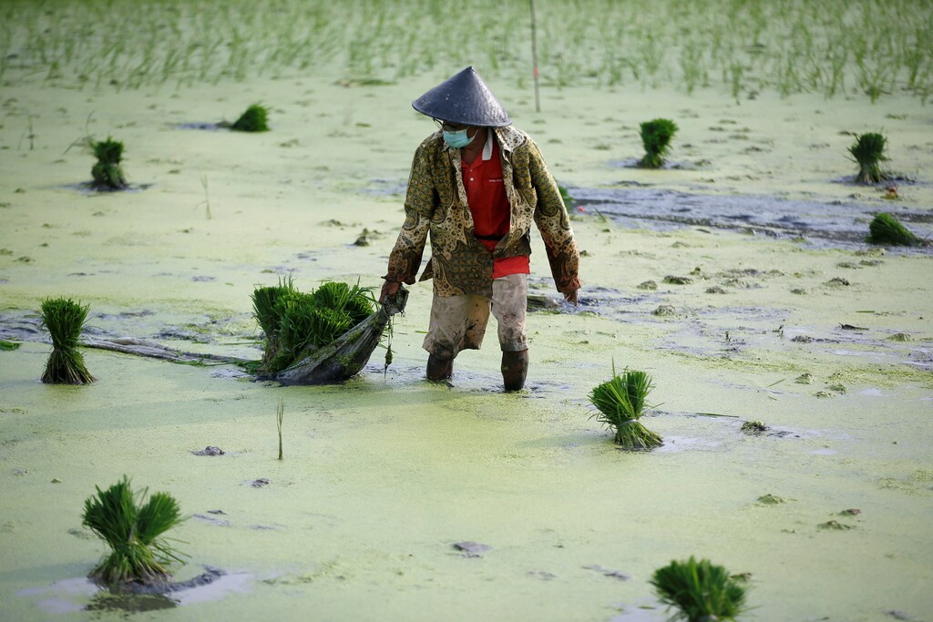 A farmer wearing a protective mask to curb the spread of coronavirus disease (COVID-19) works at a paddy field in Jakarta, Indonesia, June 28, 2021. REUTERS/Willy Kurniawan TPX IMAGES OF THE DAY - RC2R9O971YIX
