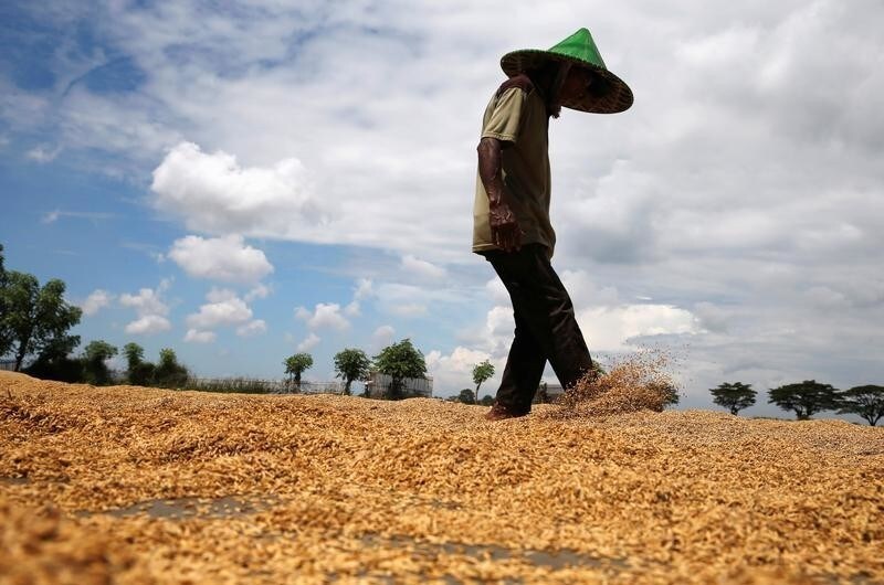 A worker spreads rice grains during a drying process after a harvest at Pontang village in Serang, Banten province, Indonesia, April 26, 2018.