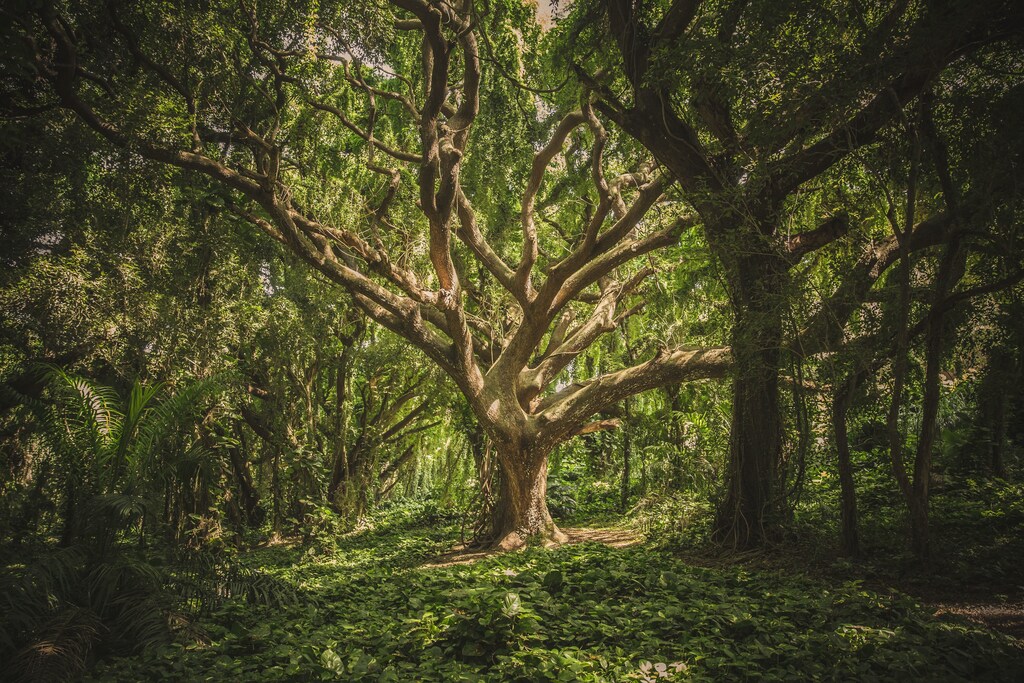 Saving forests