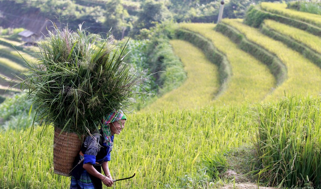 A Vietnamese woman of Hmong ethnic tribe carries a grass basket on a terraced rice paddy field during the harvest season in Mu Cang Chai, northwest of Hanoi October 3, 2015. REUTERS/Kham - GF10000231127