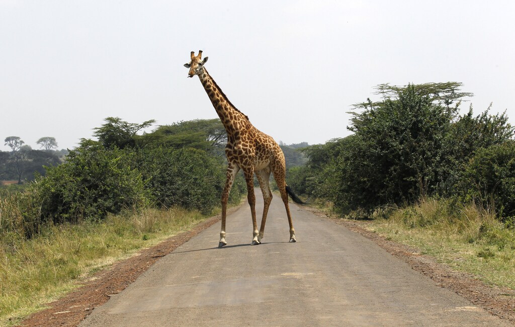 A giraffe walks across a paved road at the Nairobi National Park in Kenya's capital Nairobi, September 19, 2014. The park is located just 7 km (4 miles) away from the city centre of Nairobi. REUTERS/Thomas Mukoya (KENYA - Tags: SOCIETY ANIMALS) - GM1EA9J1O7P01