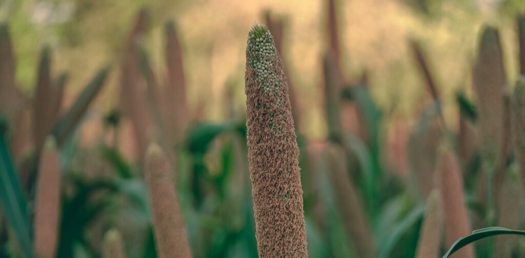 Millets are a group of highly nutritious, drought-resistant crops that are making a comeback as climate change fuels more frequent and intense droughts.