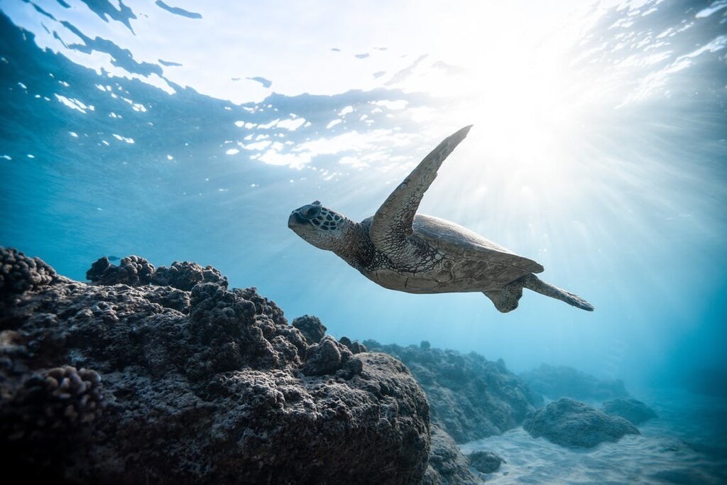 Underwater microphones are a powerful tool that can be used to scale up efforts for marine life conservation.