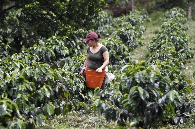 A farmer harvests coffee beans at a farm near Sasaima city May 14, 2012. The Free Trade Agreement between Colombia and the United States takes effect on May 15. REUTERS/Jose Miguel Gomez (COLOMBIA - Tags: AGRICULTURE BUSINESS POLITICS) - GM1E85F0CBT01