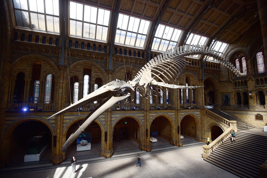 A giant blue whale skeleton is unveiled in the Hintze Hall at the Natural History Museum, London, Britain July 13, 2017. REUTERS/Hannah McKay TPX IMAGES OF THE DAY - RC15A490FD60