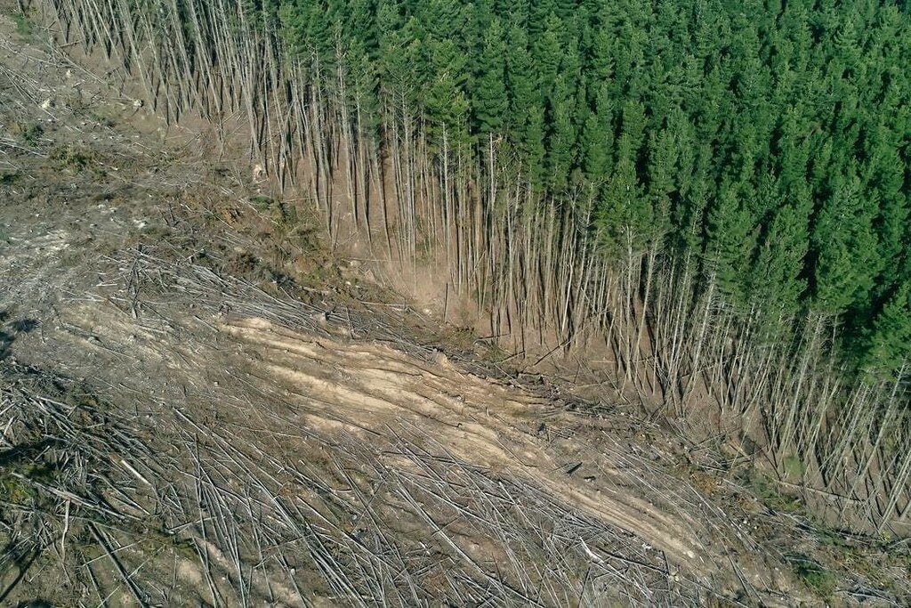 image of deforestation in Australia