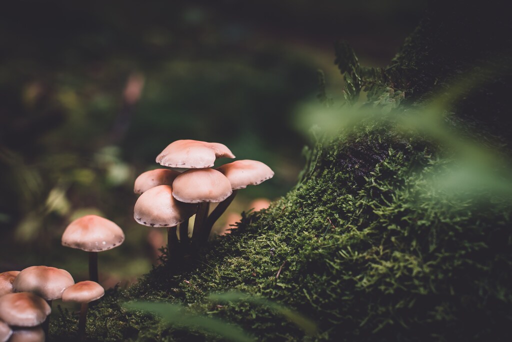 Mushrooms contain all nine of the “essential amino acids” that make up a complete protein.