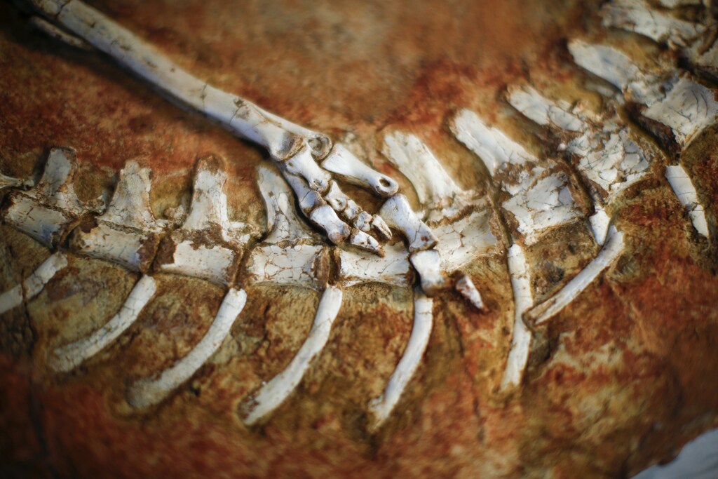 The fossilized remains of two Gallimimus skeletons are on display during a repatriation ceremony at the United States Attorney's Office of Southern District in New York July 10, 2014. U.S. authorities on Thursday agreed to ship the remains of 18 dinosaurs back to Mongolia after finding the smuggled fossils during a criminal investigation. The dinosaur remains, all between 68 million and 80 million years old, were looted from sites in the Gobi desert. REUTERS/Eduardo Munoz (UNITED STATES - Tags: CRIME LAW SCIENCE TECHNOLOGY POLITICS ANIMALS SOCIETY) - RTR3Y311