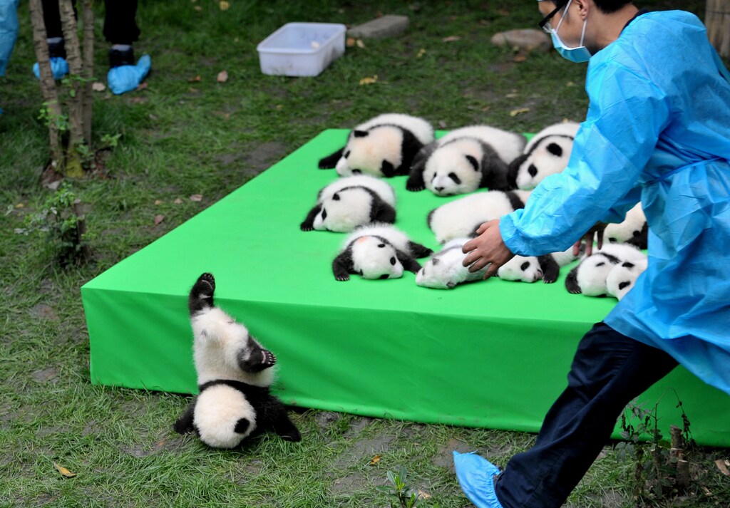A giant panda cub falls from the stage while 23 giant pandas born in 2016 are seen on a display at the Chengdu Research Base of Giant Panda Breeding in Chengdu, Sichuan province, China, September 29, 2016. China Daily/via REUTERS ATTENTION EDITORS - THIS IMAGE WAS PROVIDED BY A THIRD PARTY. EDITORIAL USE ONLY. CHINA OUT. NO COMMERCIAL OR EDITORIAL SALES IN CHINA. TPX IMAGES OF THE DAY - RTSPZEX