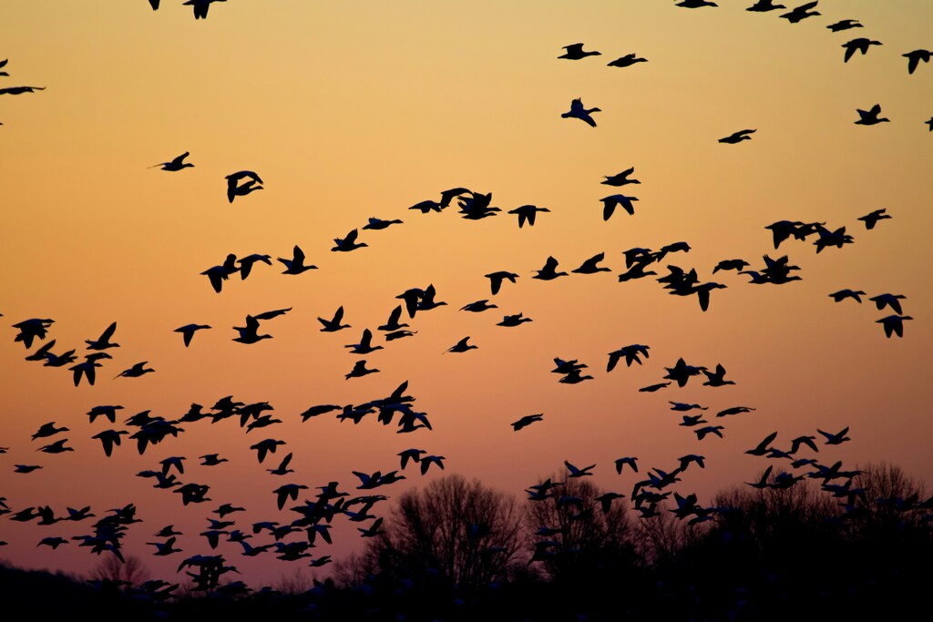 Migratory birds.