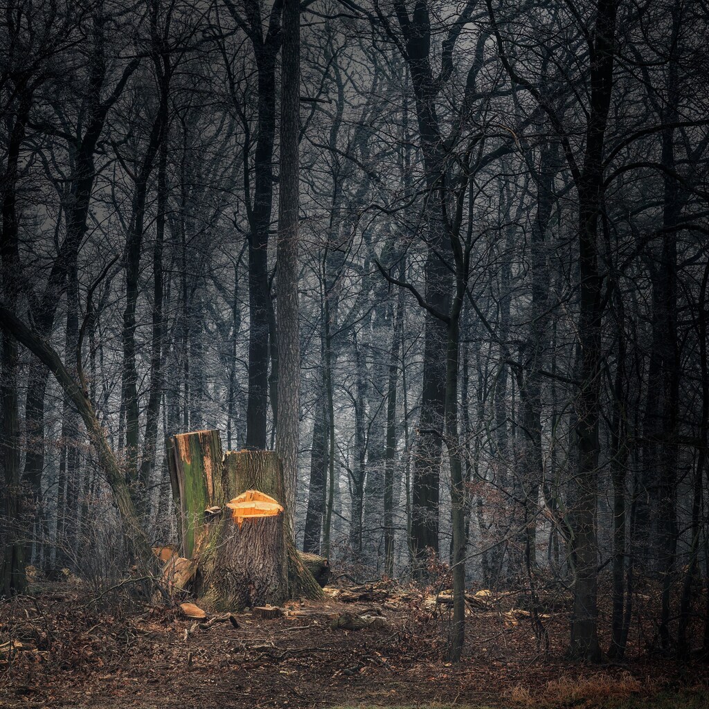 Commodity-driven deforestation – which includes the removal of forests for farming and mining – is the largest driver of forest loss.