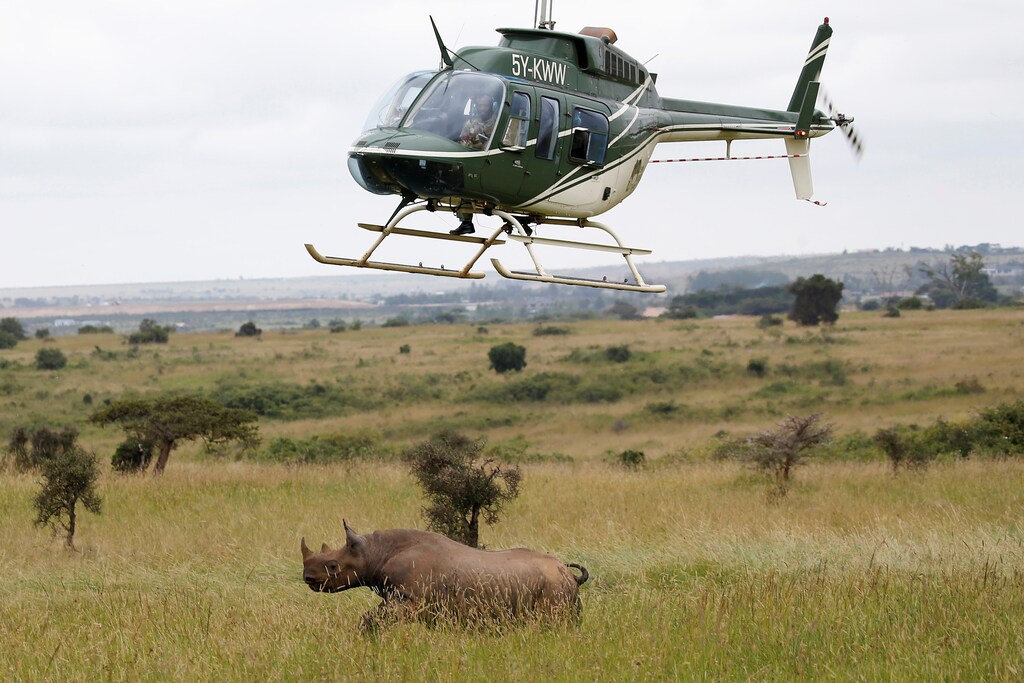 Kenya Wildlife Service (KWS) personnel on board a helicopter try to tranquillise a female black rhino before transporting it as part of a rhino translocation exercise In the Nairobi National Park, Kenya, June 26, 2018. REUTERS/Baz Ratner - RC1B6B99C0E0