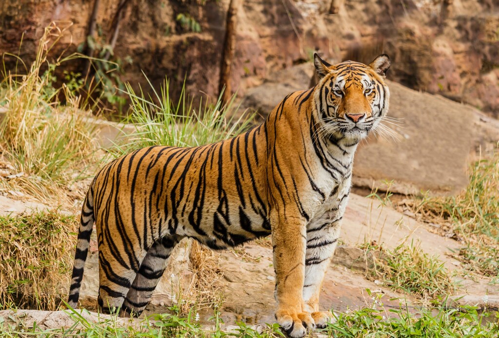 A tiger in the wild looking straight at the camera.