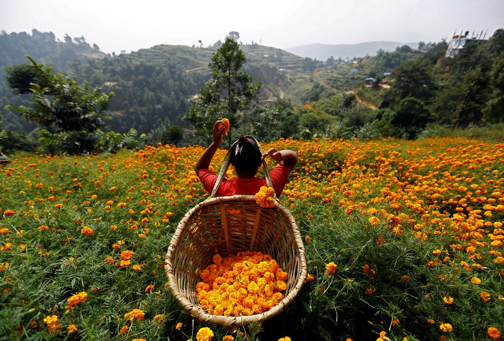 A woman picks marigold flowers used to make garlands and offer prayers, before selling them to the market for the Tihar festival, also called Diwali, in Kathmandu, Nepal October 17, 2017. REUTERS/Navesh Chitrakar - RC142F748890