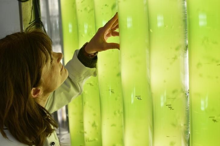 Dr Carole Llewellyn, Associate Professor of Applied Aquatic Bioscience at Swansea University, examines tubes growing microalgae under artificial lights, in Swansea, Britain February 9, 2017. Researchers say the UV-blocking ability of algae can be amplified under lab conditions, and could eventually lead to a completely natural sunscreen.REUTERS/Matthew Stock/Files