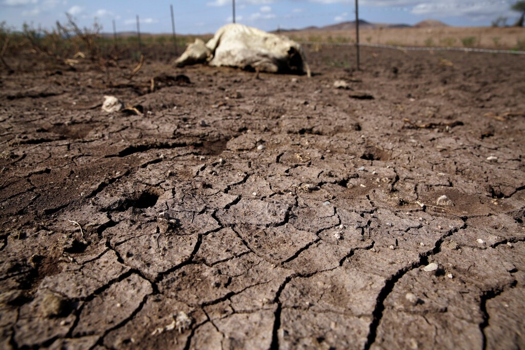 The carcass of a cow is seen on the dried ground of the Santa Barbara ranch in a drought-stricken area near Camargo, in Chihuahua state, Mexico September 9, 2020. REUTERS/Jose Luis Gonzalez - RC2TVI95PB7Y