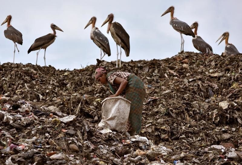 A scavenger collects recyclable items next to a flock of Greater Adjutant birds at a dump site in Guwahati, India June 4, 2018. REUTERS/Anuwar Hazarika - RC18C8D01050