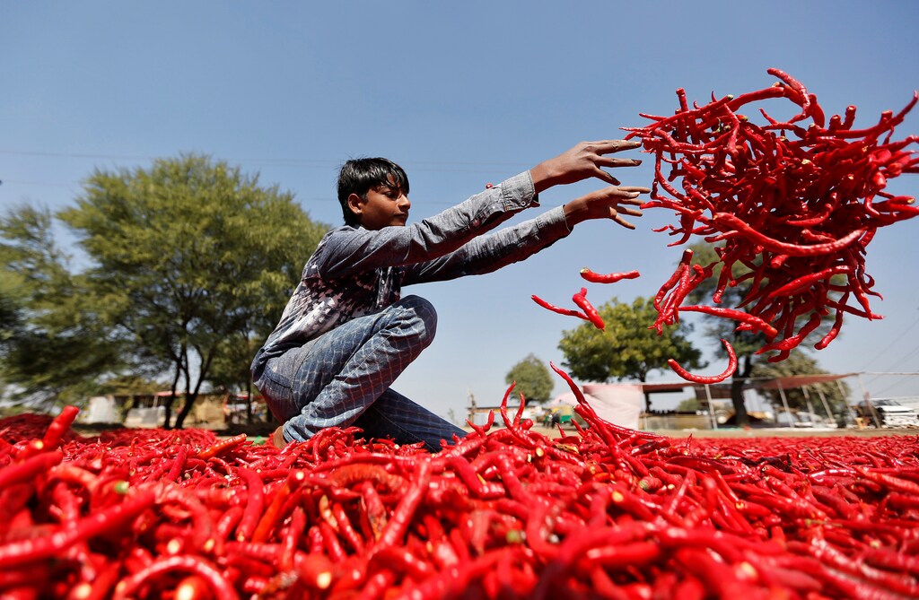 A boy spreads red chillies to dry at a farm on the outskirts of Ahmedabad, India, February 10, 2017. REUTERS/Amit Dave - RC15741D0300