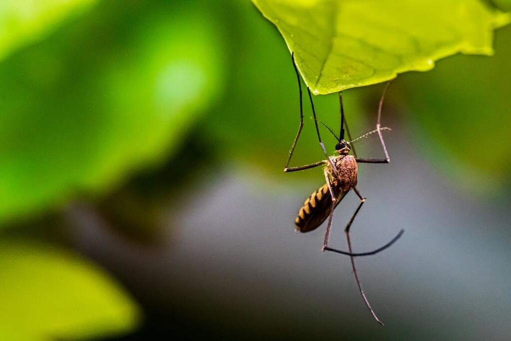 A mosquito is pictured hanging from a leaf.