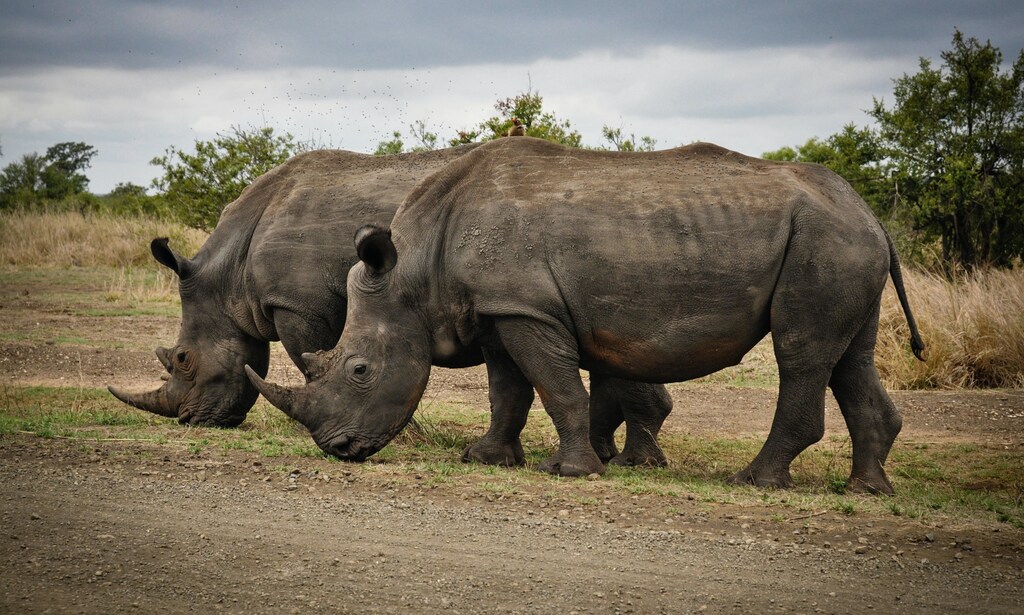 Northern Rangelands Trust (NRT) and Connected Conservation Foundation are using IoT for wildlife protection.