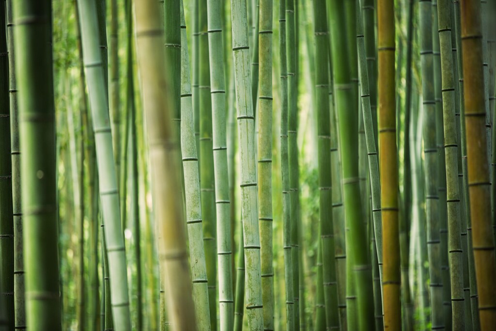 Chinese management philosophy draws on ancient lessons and the idea of "bamboo spirit".