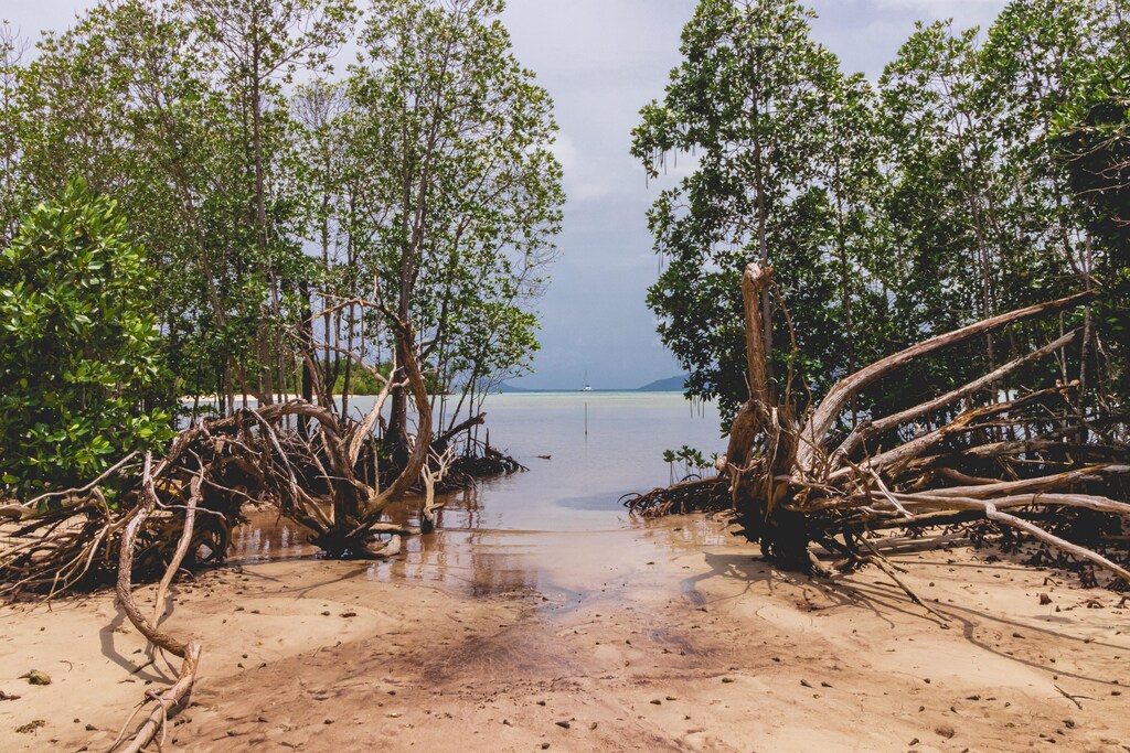 A break in some mangroves trees reveals a passageway to the sea.