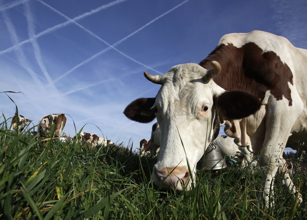 Cows graze in a field in front of the Cremo factory building in Le Mont near Lausanne October 28, 2009. Swiss milk producers demonstrate against low milk prices. REUTERS/Denis Balibouse (SWITZERLAND AGRICULTURE POLITICS BUSINESS ANIMALS) - BM2E5AS0WWW01