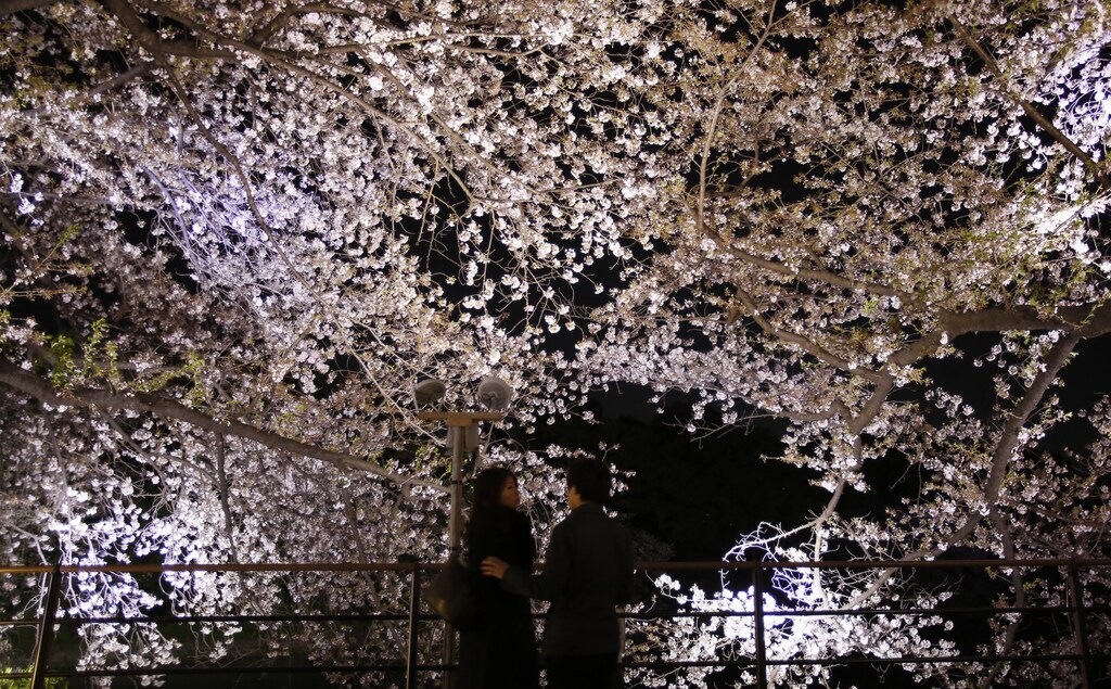 Visitors stand under illuminated cherry blossoms beginning to scatter along the Chidorigafuchi moats in Tokyo April 6, 2014. Many people enjoy viewing the blossoms across the country during this season. REUTERS/Yuya Shino (JAPAN - Tags: ENVIRONMENT TRAVEL SOCIETY) - RTR3K56W