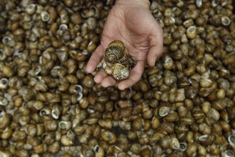Vassilis Labropoulos, an agriculturist of the Greek snail farming company Fereikos Helix, selects snails for packing in the warehouse of a snail farm in the coastal town of Korinthos, some 80 km (50 miles) west of Athens, January 31, 2012. Sisters, Maria and Panagiota Vlachou, set up their first farm in Korinthos and have since managed to expand their business throughout the country. Today Fereikos Helix operates as a family enterprise, aimed at educating young farmers or businessmen who would like to set up their own snail farm. It organises seminars for aspiring farmers, giving a picture of what life looks like when you own and run a snail farm, then buys the snails from the farmers at a pre-agreed price and exports most of them to European countries. In 2011, the company exported 50 percent of their produce to Italy, 20 percent to France and 10 percent to Switzerland. Picture taken January 31, 2012. REUTERS/Yiorgos Karahalis (GREECE - Tags: ANIMALS BUSINESS FOOD SOCIETY) - GM1E82B1AG201