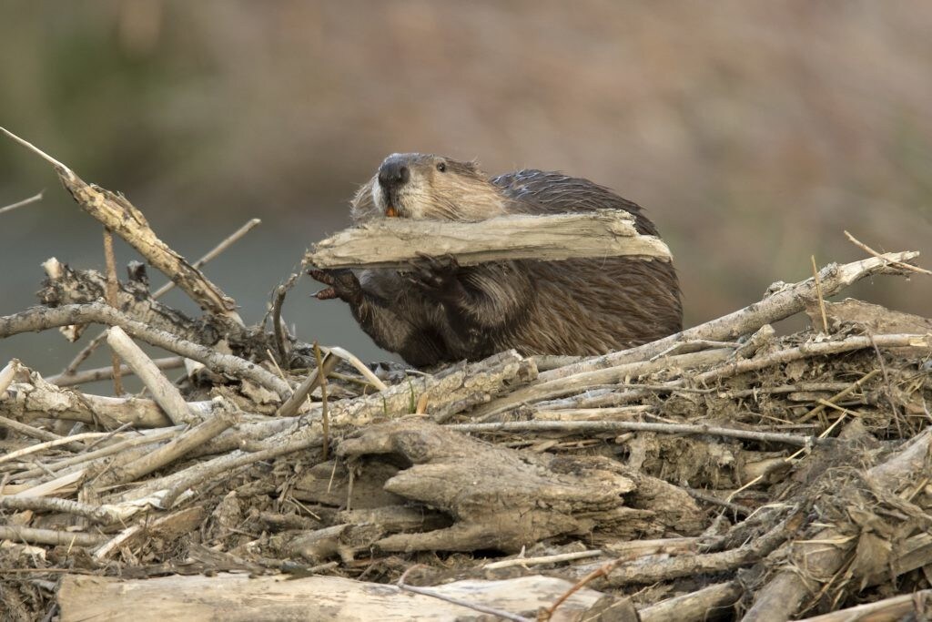 A beaver, a keystone species, is seen creating a damn with pieces of wood.