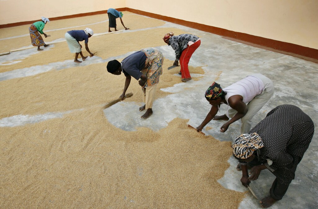 Women from a single mothers association sweep rice at their processing plant in the northern Ghanaian town of Bolgatanga.