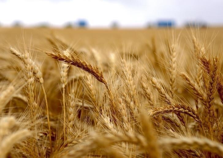 Harvesting machinery can be seen behind a wheat crop in a paddock located on the outskirts of the South Australian town of Jamestown, in Australia, December 1, 2017. REUTERS/David Gray