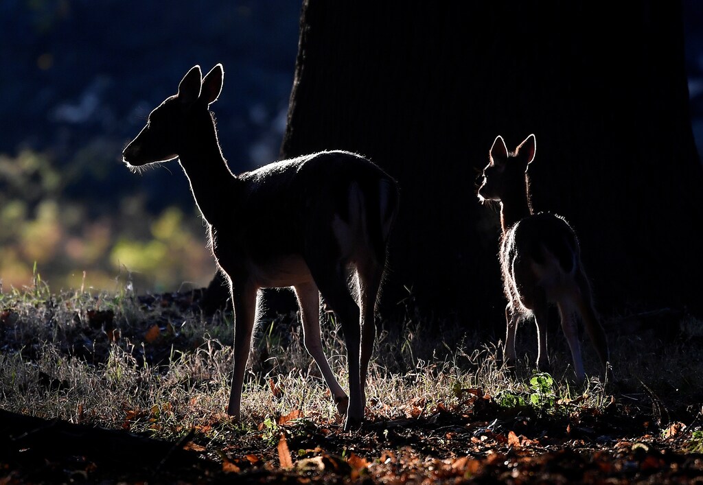 Two young deer are seen in the early morning light in Richmond Park, west London, Britain, September 26, 2018. REUTERS/Toby Melville - RC1EE23B0560