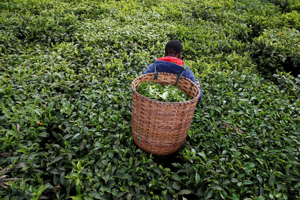 A woman picks tea leaves at a plantation in Kiambu County, near Nairobi, Kenya, April 26, 2018. REUTERS/Baz Ratner - RC1123719F90