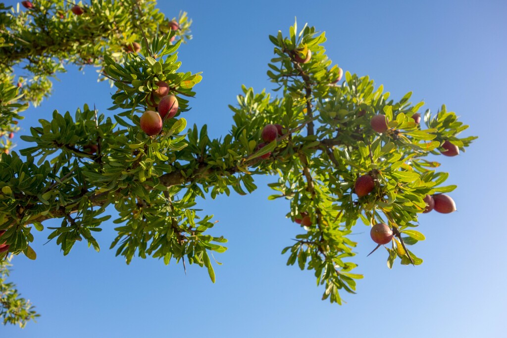 A close view of an Argan tree