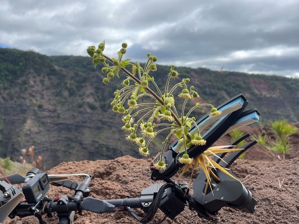 The Mamba is a remote controlled robotic device being used with drones to collect samples from endangered plants.