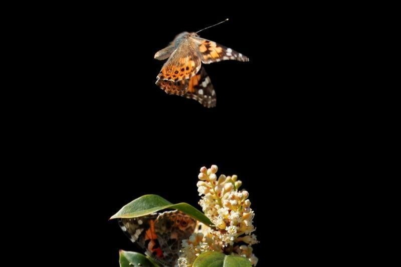 A swarm of painted lady butterflies land on a Carolina cherry tree as they migrate north from Mexico through Encinitas, California, U.S., March 14, 2019. REUTERS/Mike Blake - RC1C89D7AB40